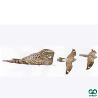 گونه شبگرد هندی Indian Nightjar